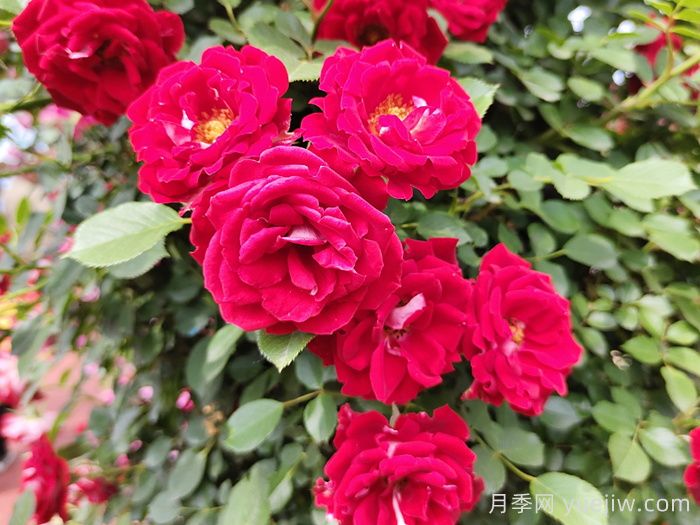 6款經(jīng)典的月季花，抗性強幾乎不生病蟲害(圖3)