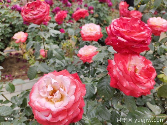 分享10種經(jīng)典大花月季，開花鮮艷美翻春季(圖2)