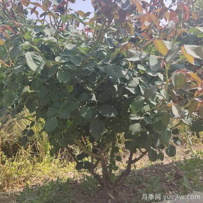 秋季地栽月季苗移栽注意事項(圖1)
