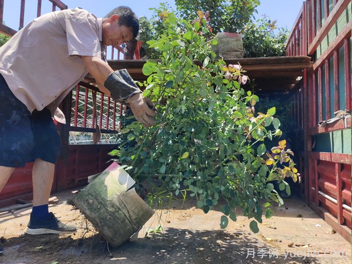 月季花的修剪技巧是什么？如何讓月季花開得更漂亮？(圖1)