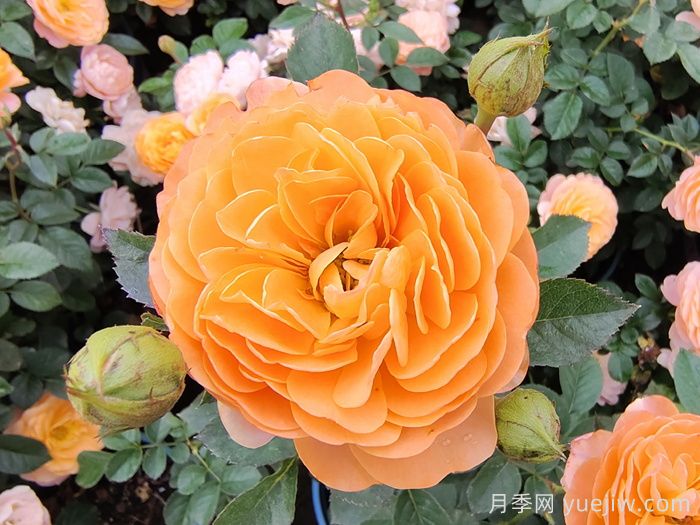 果汁陽臺(tái)月季開一次花就不長了？僵苗解決辦法(圖1)