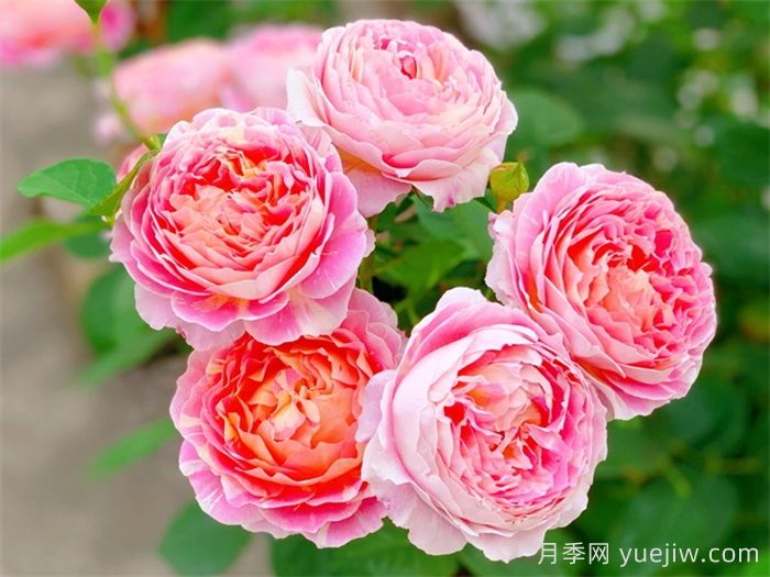 推薦7款月季花品種，夏季也能快樂綻放(圖1)