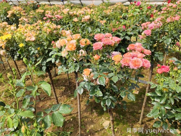網(wǎng)購回來的月季不開花是怎么問題？(圖2)