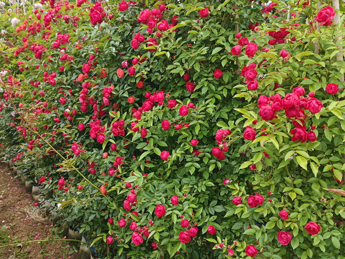 紅木香，爬藤霸主，生長快花量多        (圖2)
