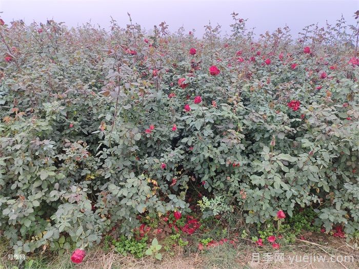 月季產(chǎn)生肥害，月季花施肥的正確方法是什么？  (圖1)