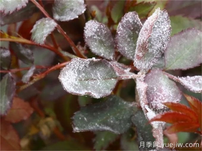 月季白粉病怎么防治？月季白粉病的原因和治療(圖2)