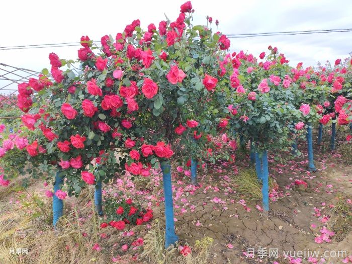 園林景觀工程包含哪些具體施工項(xiàng)目和施工標(biāo)準(zhǔn)？(圖3)