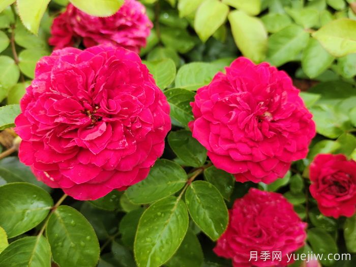 月季應(yīng)該如何噴藥？月季噴藥的注意事項(圖1)