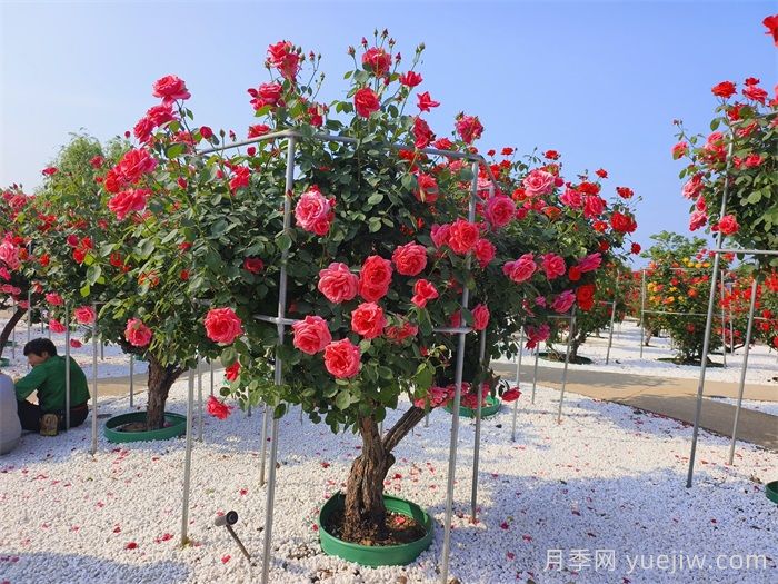 如何打造一個(gè)月季花園？品種選擇、花園規(guī)劃、工具準(zhǔn)備(圖2)
