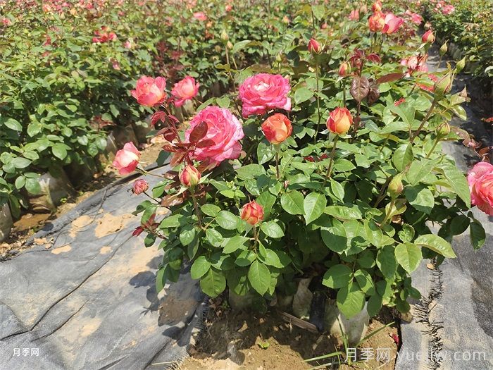 如何打造一個(gè)月季花園？品種選擇、花園規(guī)劃、工具準(zhǔn)備(圖3)