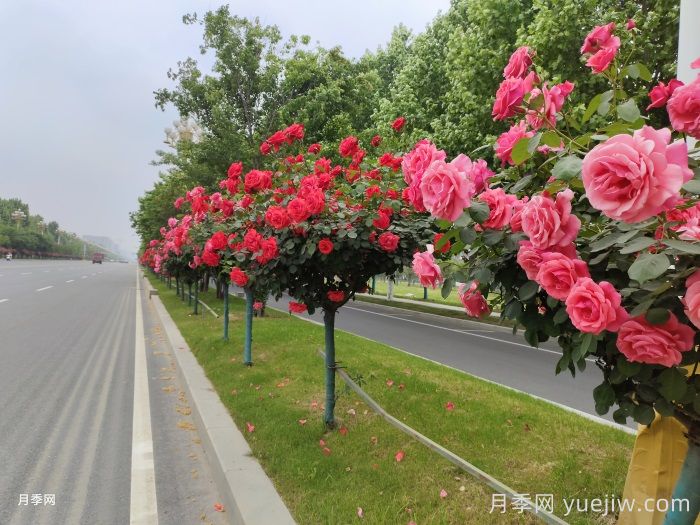觀花樹種在園林綠化中長盛不衰，有哪些花木？(圖2)