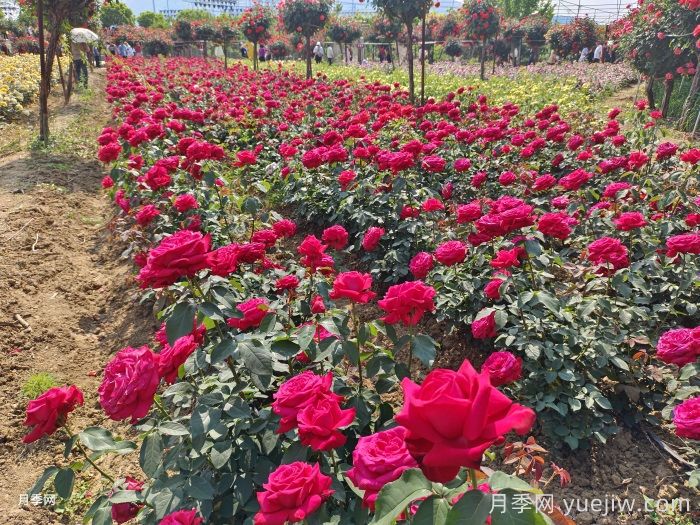 城市公園植物選擇品種和配置要求有哪些？(圖1)