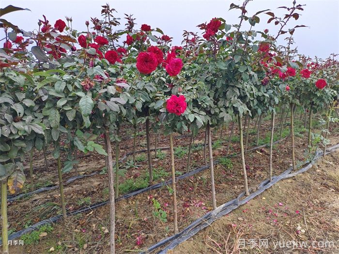 春季如何提高園林工程中新栽植物的成活率？(圖1)