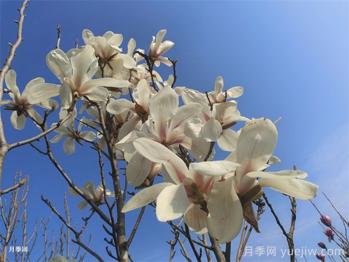 白玉蘭，花界高冷女神(圖1)