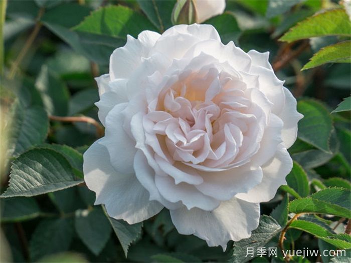 天狼家香氣四溢的月季清單，讓花園充滿浪漫氣息！(圖2)