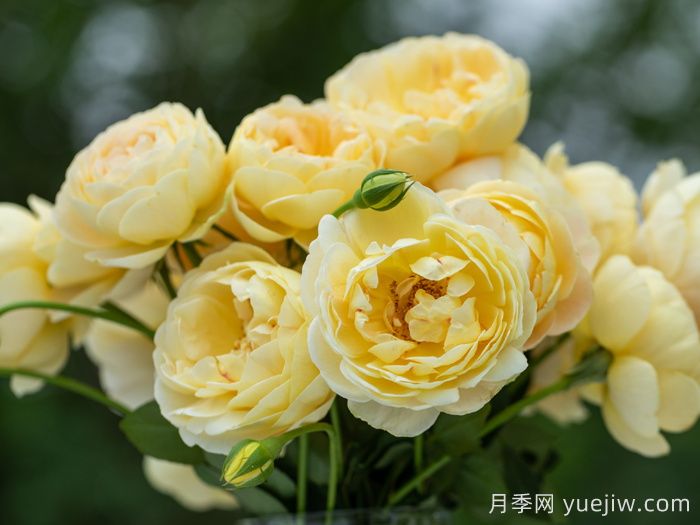 天狼家香氣四溢的月季清單，讓花園充滿浪漫氣息！(圖3)