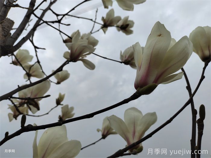 六種玉蘭介紹：白玉蘭、紫玉蘭、二喬玉蘭、望春玉蘭、飛黃玉蘭、寶華玉蘭(圖3)
