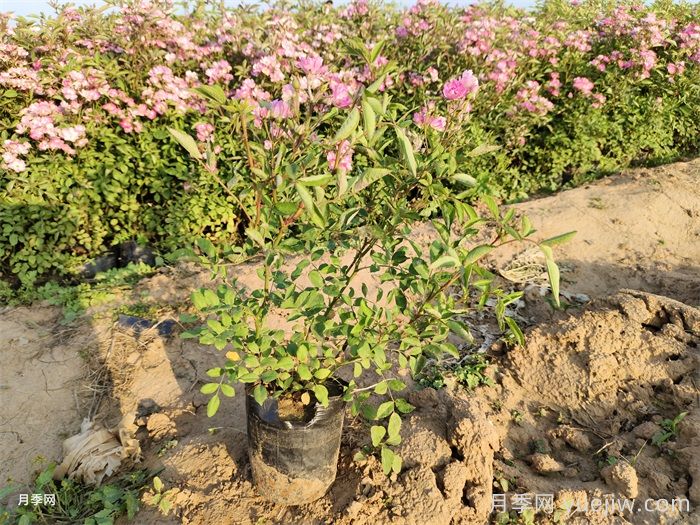 月季有三個(gè)坑，養(yǎng)月季花有哪三怕？(圖2)