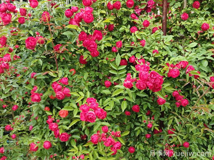 推薦13個(gè)藤本植物爬到花墻，開出一片花海(圖2)