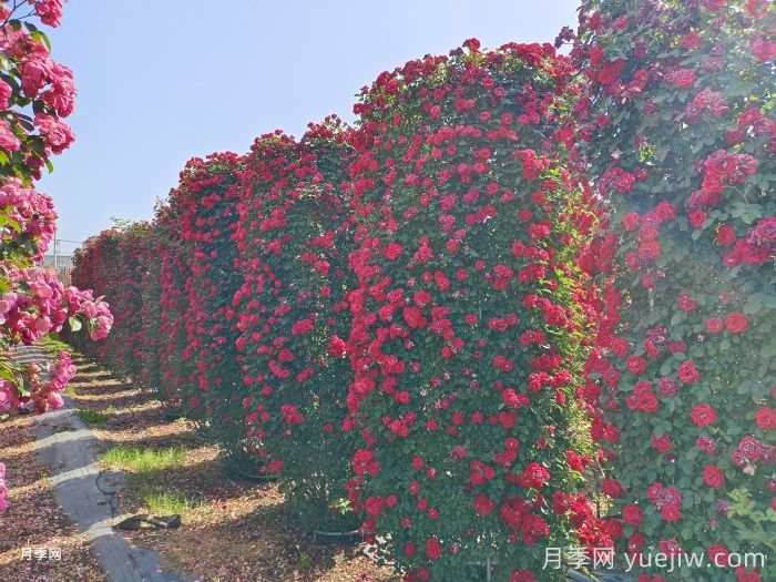 推薦13個(gè)藤本植物爬到花墻，開出一片花海(圖1)