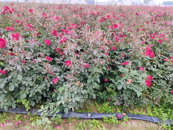 南陽紅帽子月季基地批發(fā)(圖3)