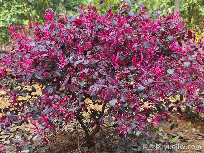 庭院低維護(hù)長效植物推薦，打造你的專屬小院子(圖1)