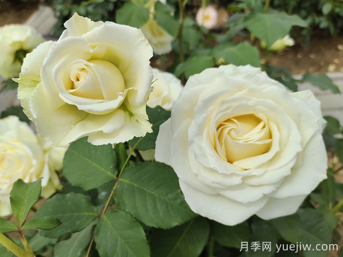 白色月季推薦，坦尼克月季(圖1)