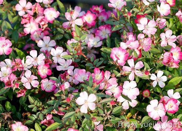 月季推薦，杏花雨(圖1)
