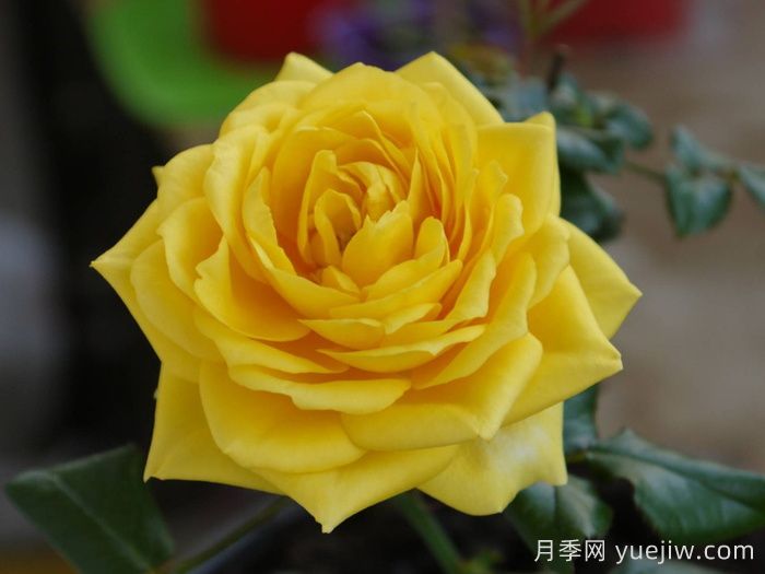 陽光海灘月季/永遠(yuǎn)的陽光海岸(圖4)