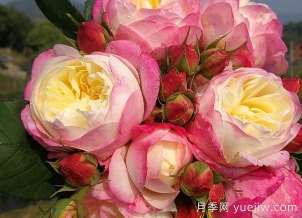 月季推薦，和室月季(圖1)