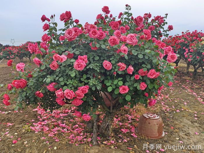 三月如何加強園林樹狀月季養(yǎng)護？(圖2)