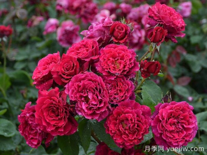 月季推薦，紅丘月季(圖1)