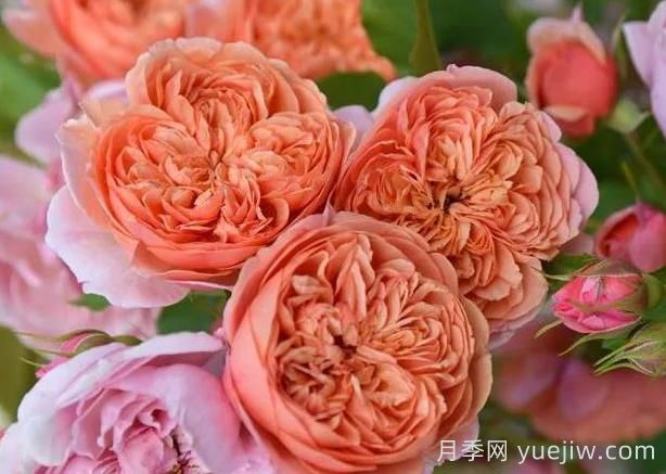 月季推薦，絲綢之路月季(圖1)