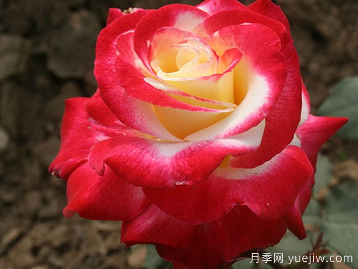 如果只能養(yǎng)一棵月季花，那么就在這5個品種中選擇(圖3)