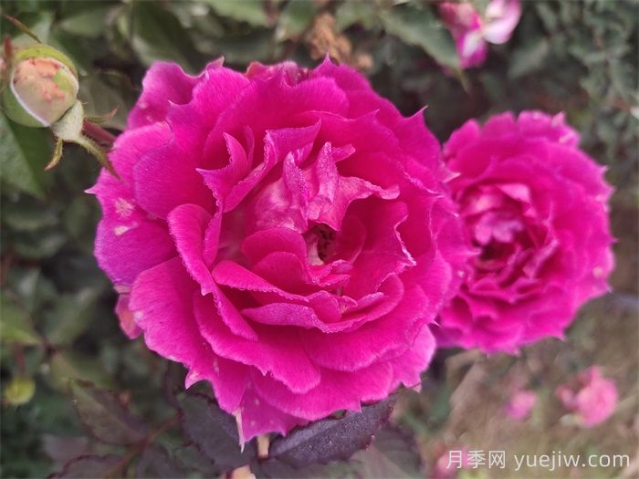 如果只能養(yǎng)一棵月季花，那么就在這5個品種中選擇(圖4)