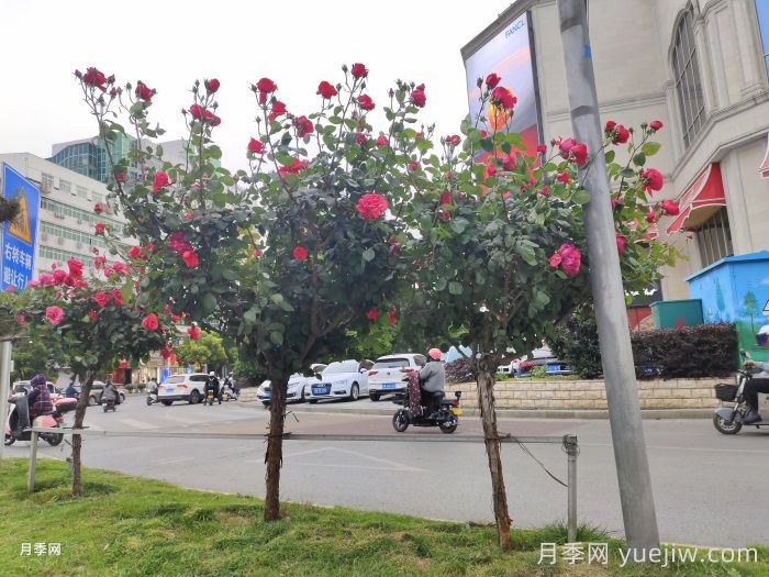 常見綠化的類型和景觀植物配置(圖2)