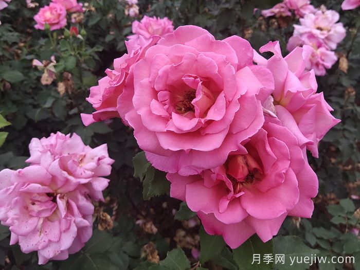 春夏季節(jié)防治月季紅蜘蛛蟲(chóng)害的辦法(圖1)