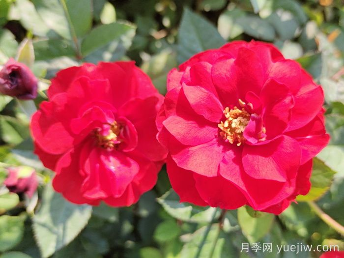 推薦5款豐花月季品種，園林綠化耐熱耐曬(圖1)
