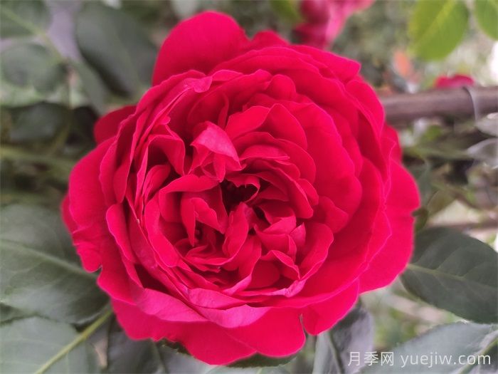 紅龍?jiān)录疽荒觊_幾次花？4-12月開6次(圖1)