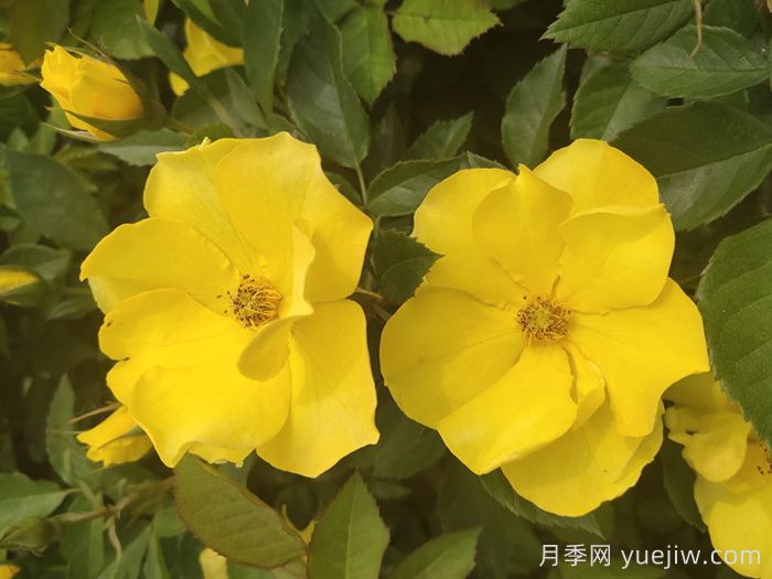 河北河間：月季成網(wǎng)紅，美麗能致富(圖2)