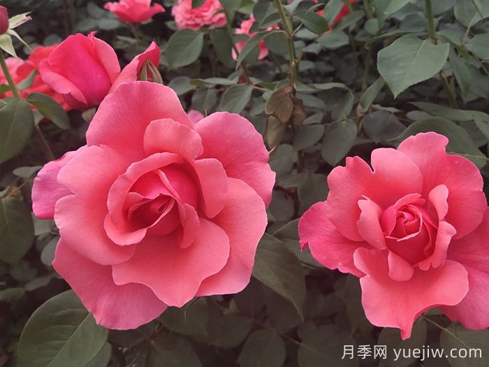 河北河間的樹(shù)狀月季美翻了，興村致富新路子(圖2)