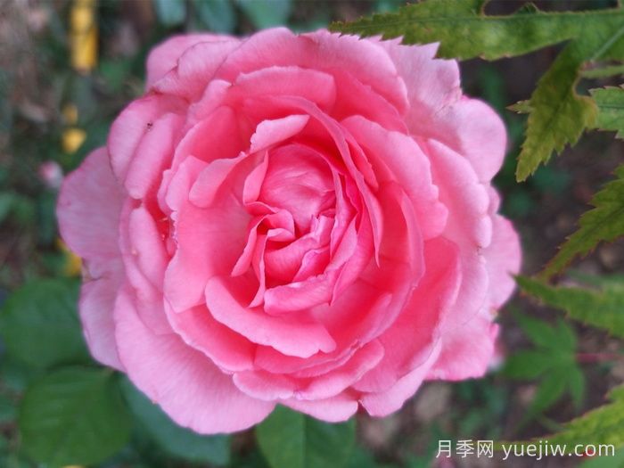 月季，即成美景，也能入藥(圖1)