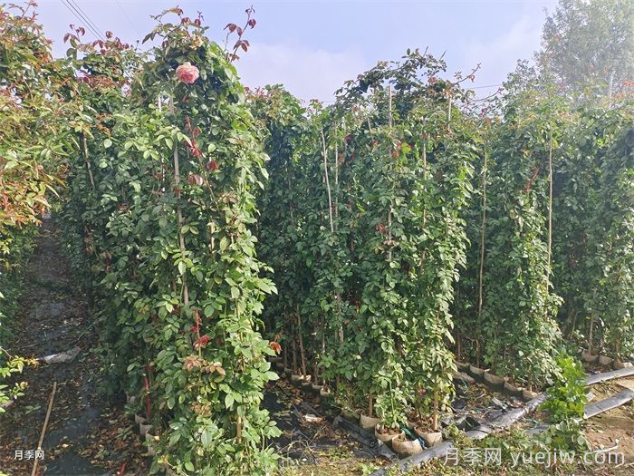 藤本月季是購買大苗好還是小苗好？(圖1)