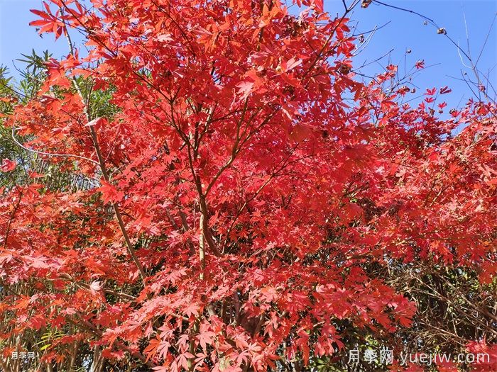 中國紅楓、美國紅楓、日本紅楓、加拿大紅楓的區(qū)別對(duì)比(圖2)