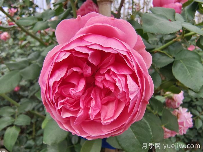 精選十首贊美月季花的古詩詞，夢回唐宋看月季花開！(圖1)
