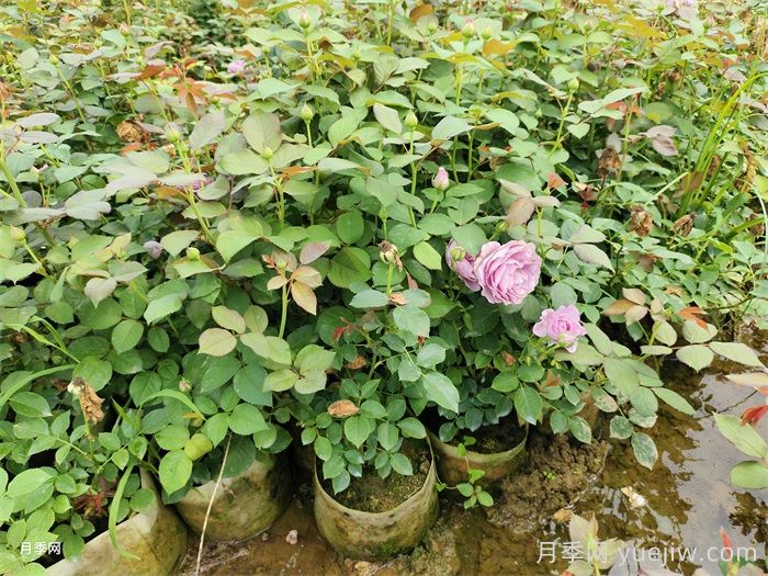 為什么秋天買月季好？(圖1)