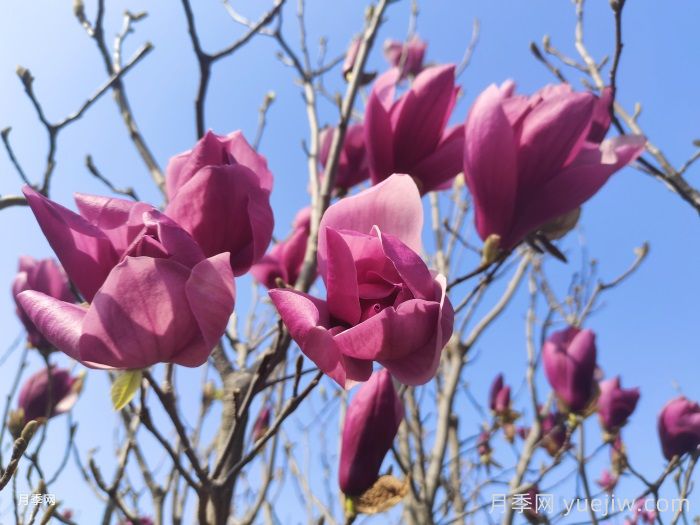 庭院栽上一棵玉蘭花，花團(tuán)錦簇滿院飄香(圖1)