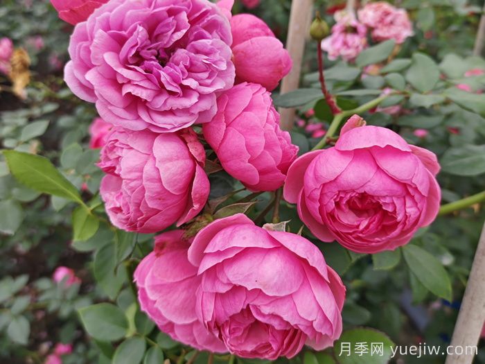 適合夏季的藤本月季品種，高溫也能開花(圖3)