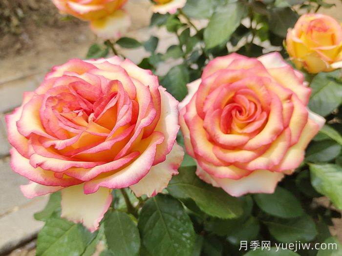 香水月季長(zhǎng)什么樣？(圖1)