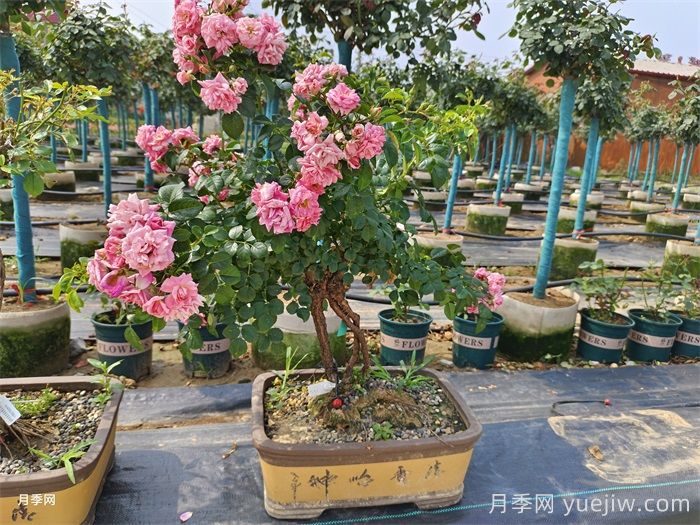 古樁盆景月季，既有顏值，又有價(jià)值(圖1)